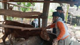 UPT PUSKESWAN SEMANU LAKSANAKAN VAKSINASI SAPI DAN KAMBING DI PADUKUHAN KERDONMIRI